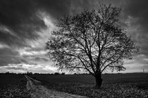 Au bord du chemin