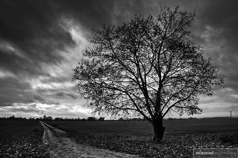 Au bord du chemin