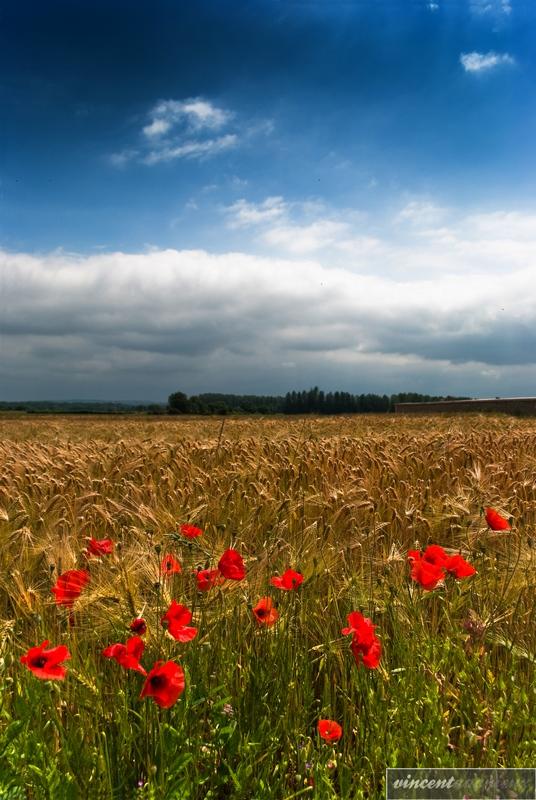 Coquelicots